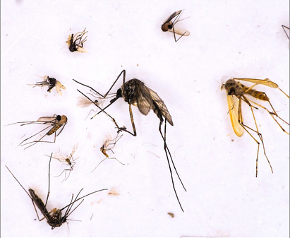 Probe von Stechmücken